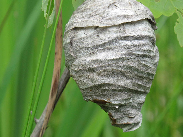 Désinsectiseur Amiens - guêpes, frelons, abeilles