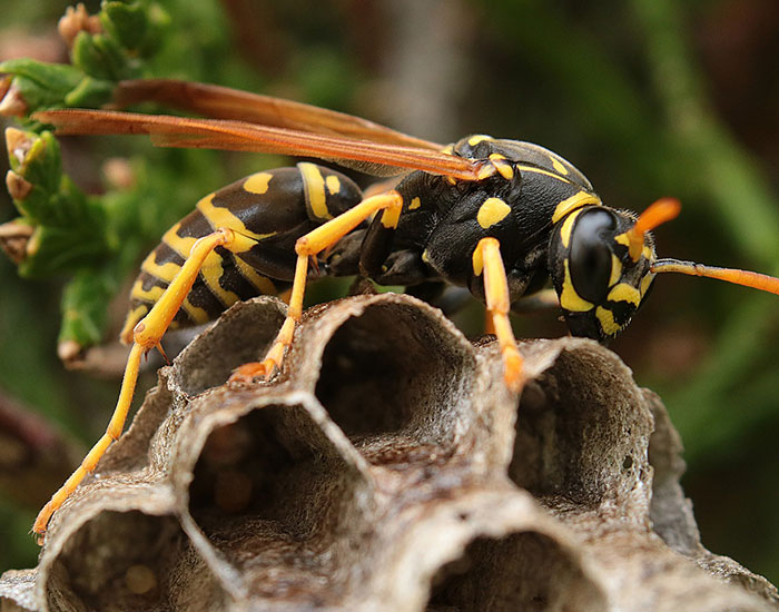 Désinsectiseur Amiens - guêpes, frelons, abeilles
